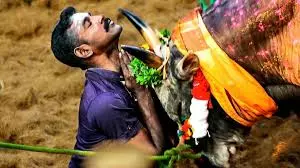 Tamil Nadu Jallikattu